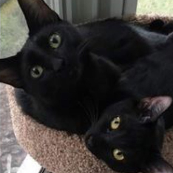 Mickie and Minnie - Picture 1 of 1